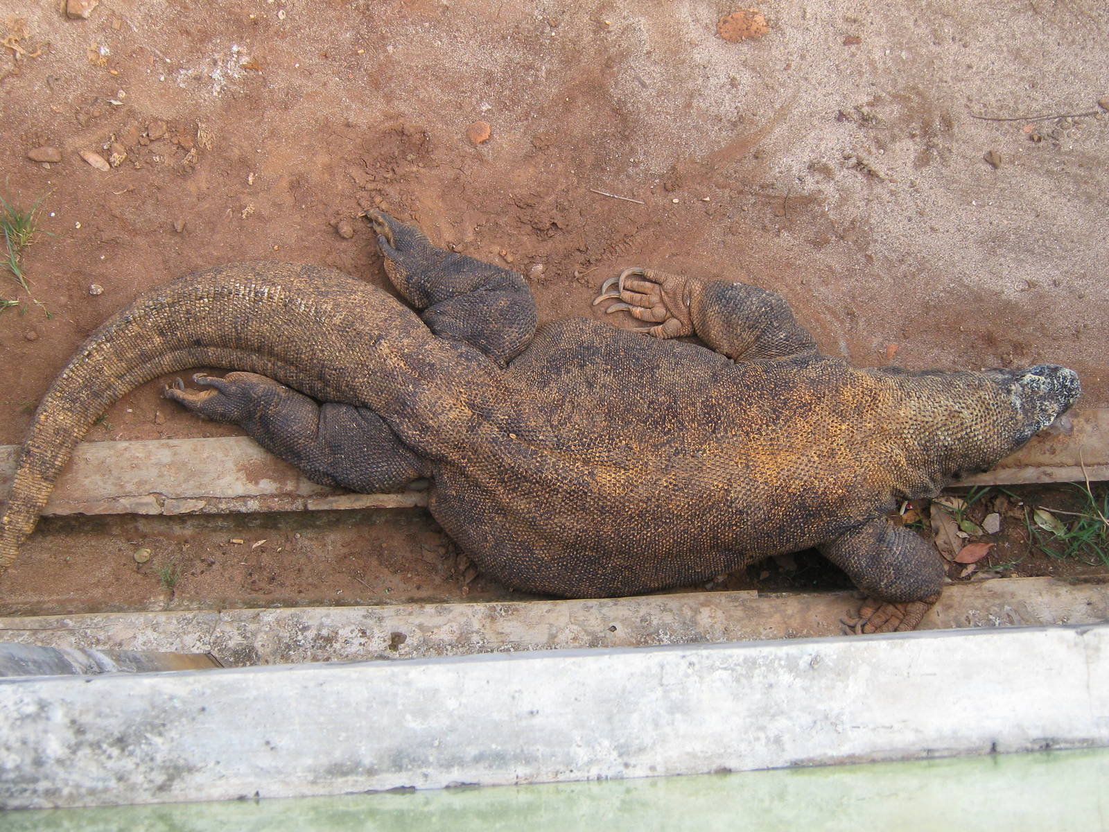 very fat Komodo dragon at the Reptile Park