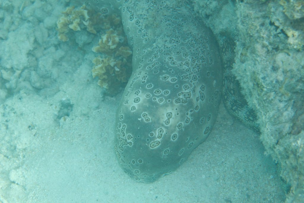 Very fat Sea Cucumber