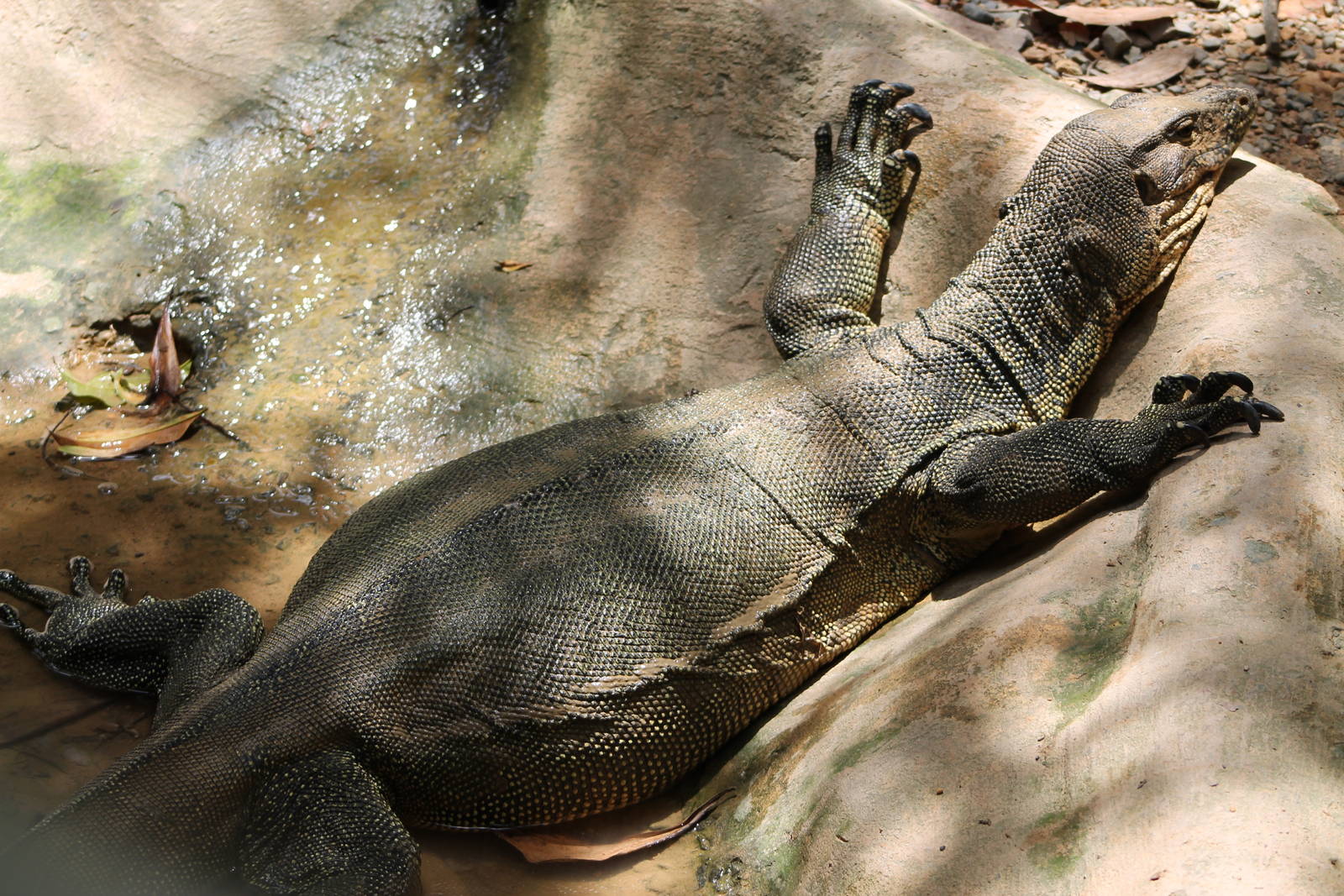 very fat Water Monitor (Varanus salvator)