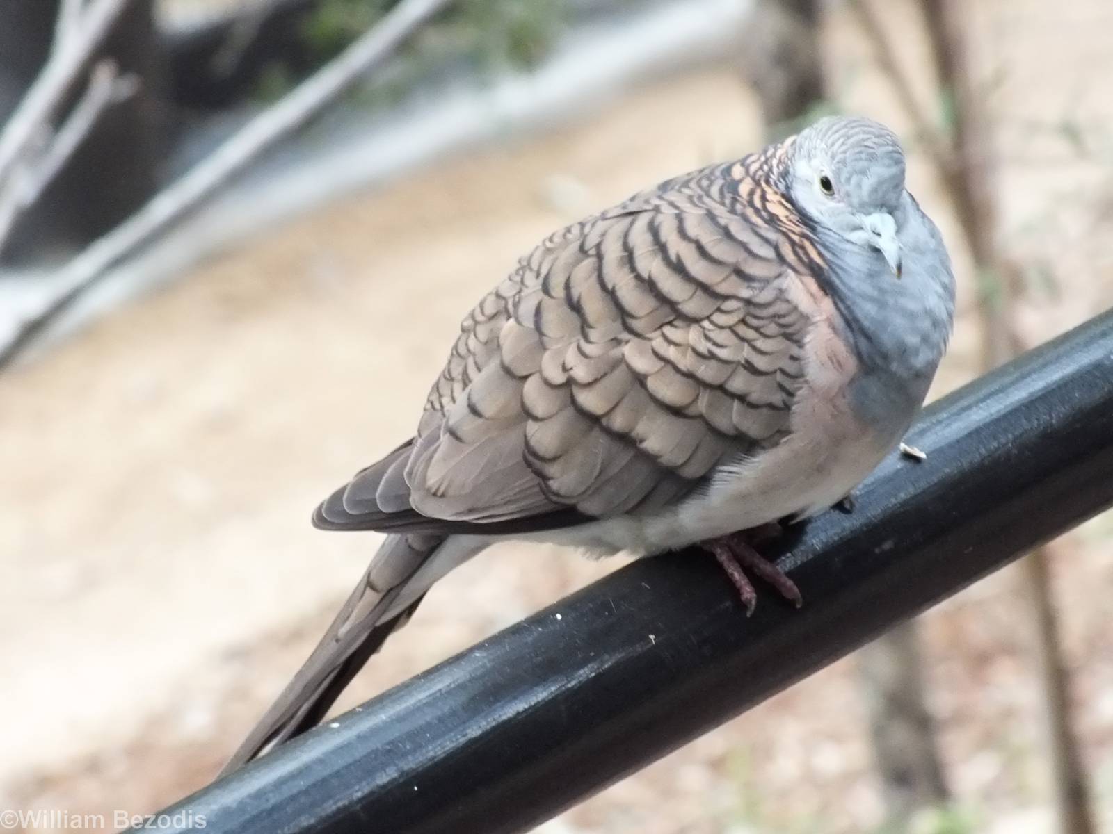 Very Friendly Bar-shouldered Dove