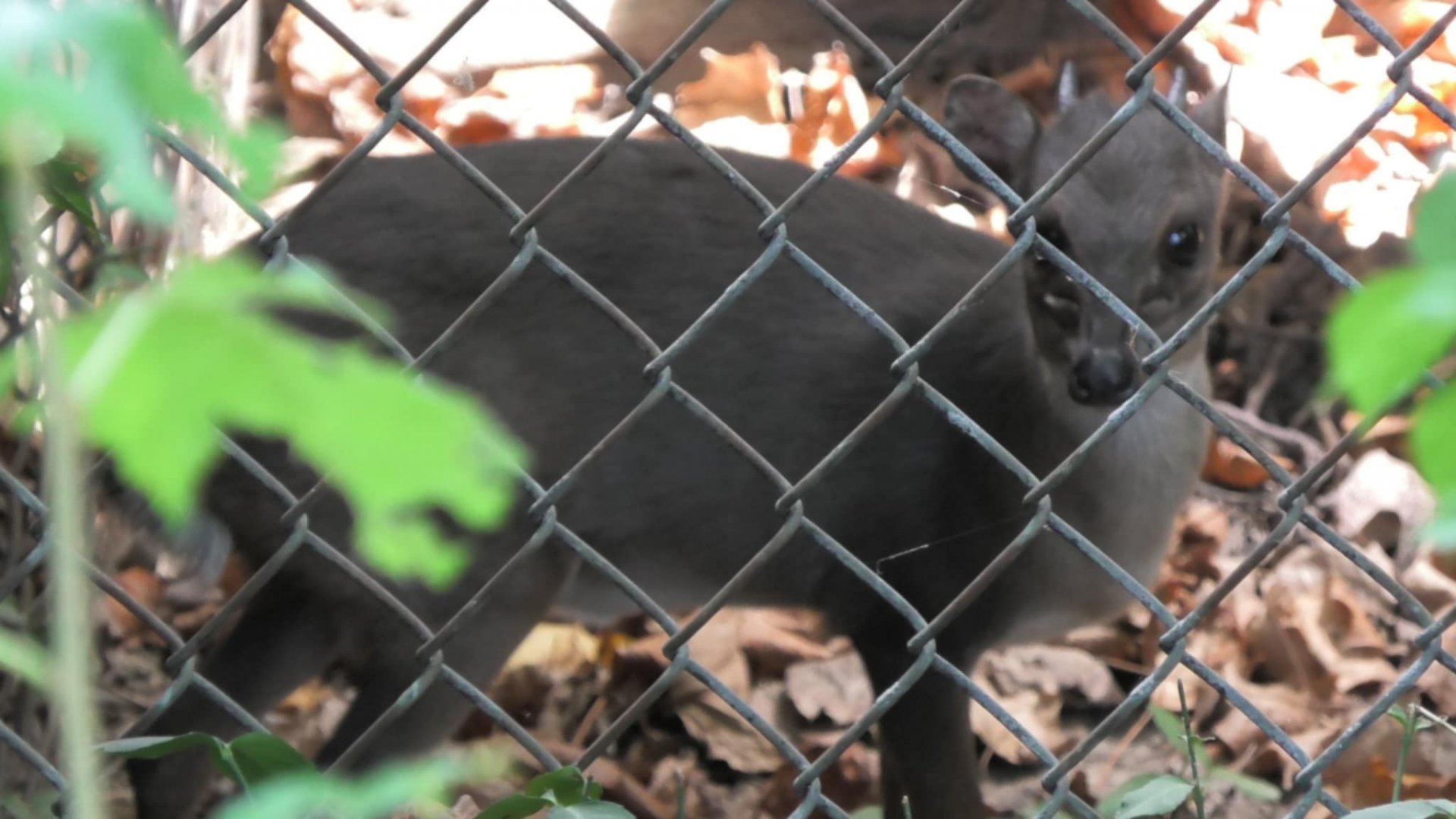 Very friendly blue dukier again