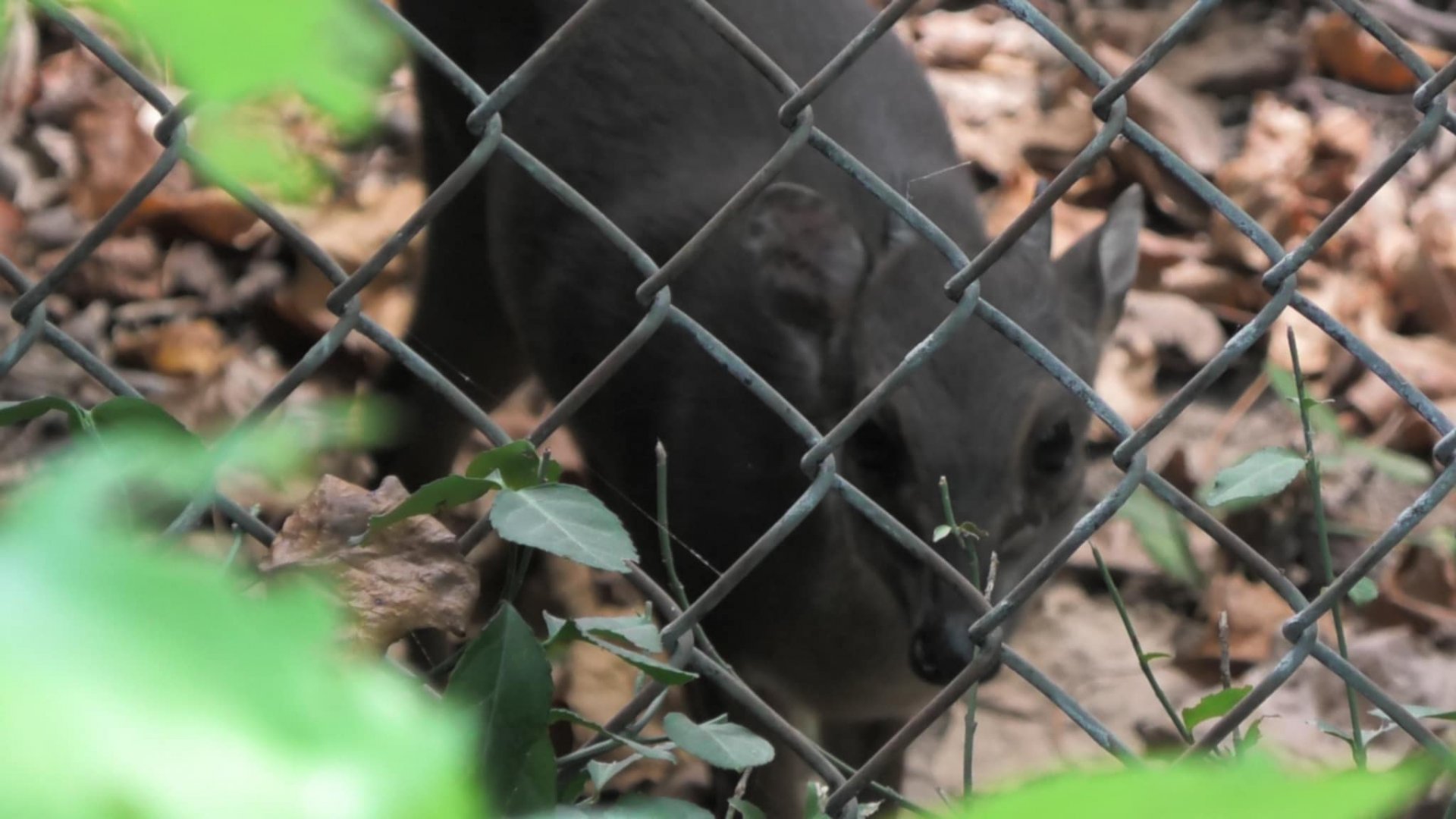 Very friendly blue dukier