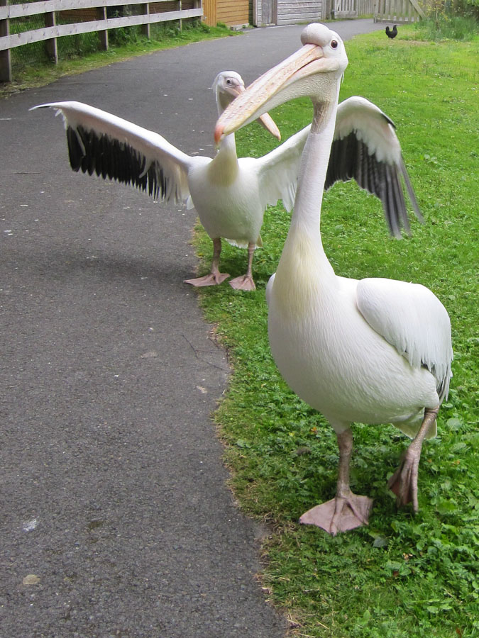 Very friendly pelicans