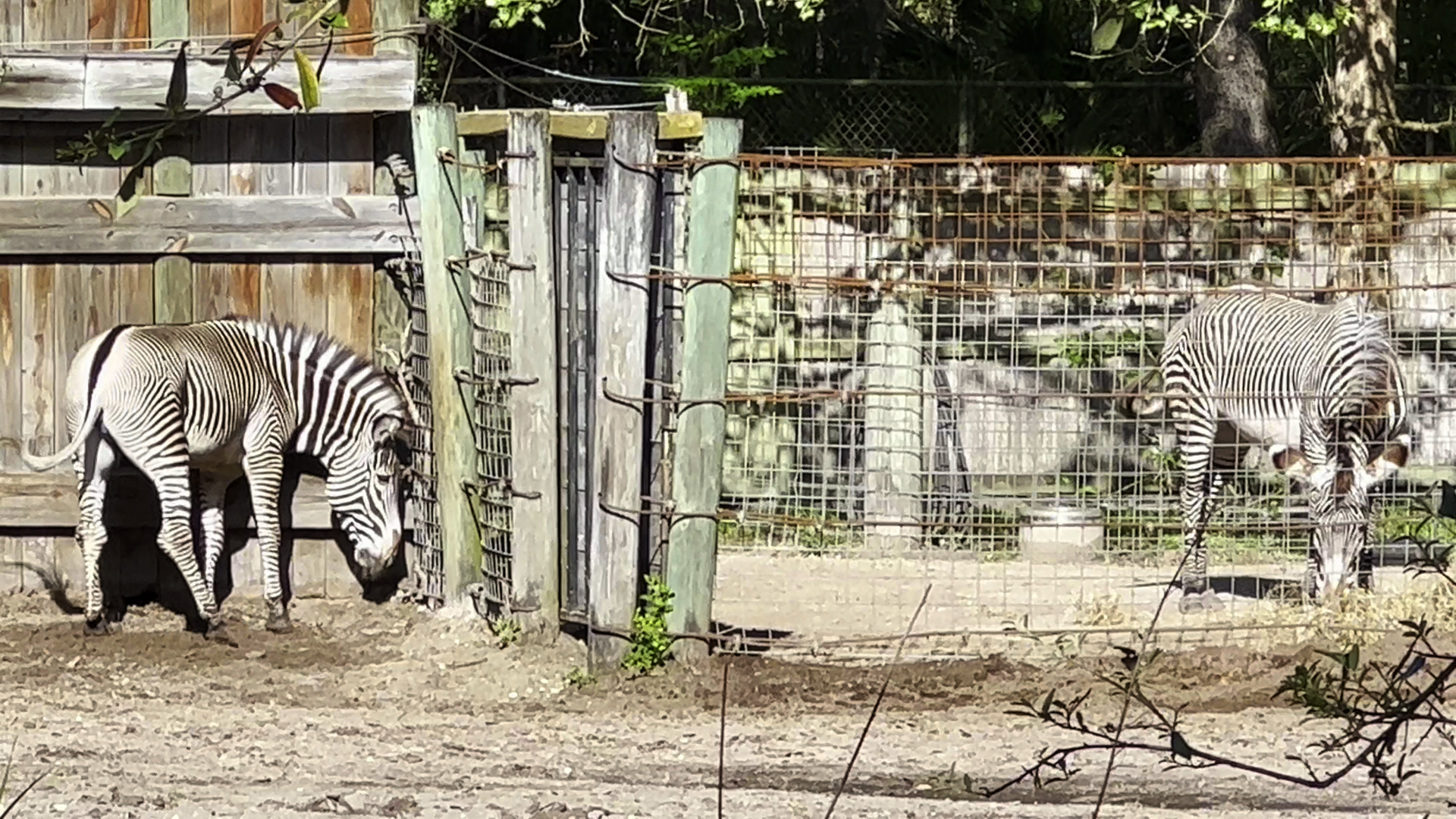 Very Frisky Grevy's Zebra Mosi