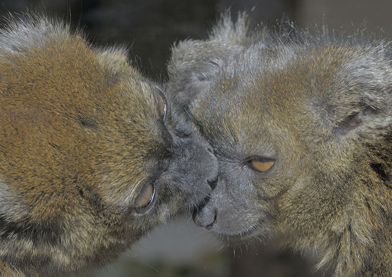 Very gentle lemurs (1)