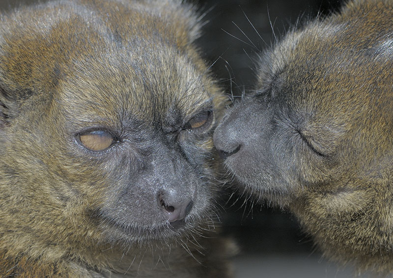 Very gentle lemurs (2)
