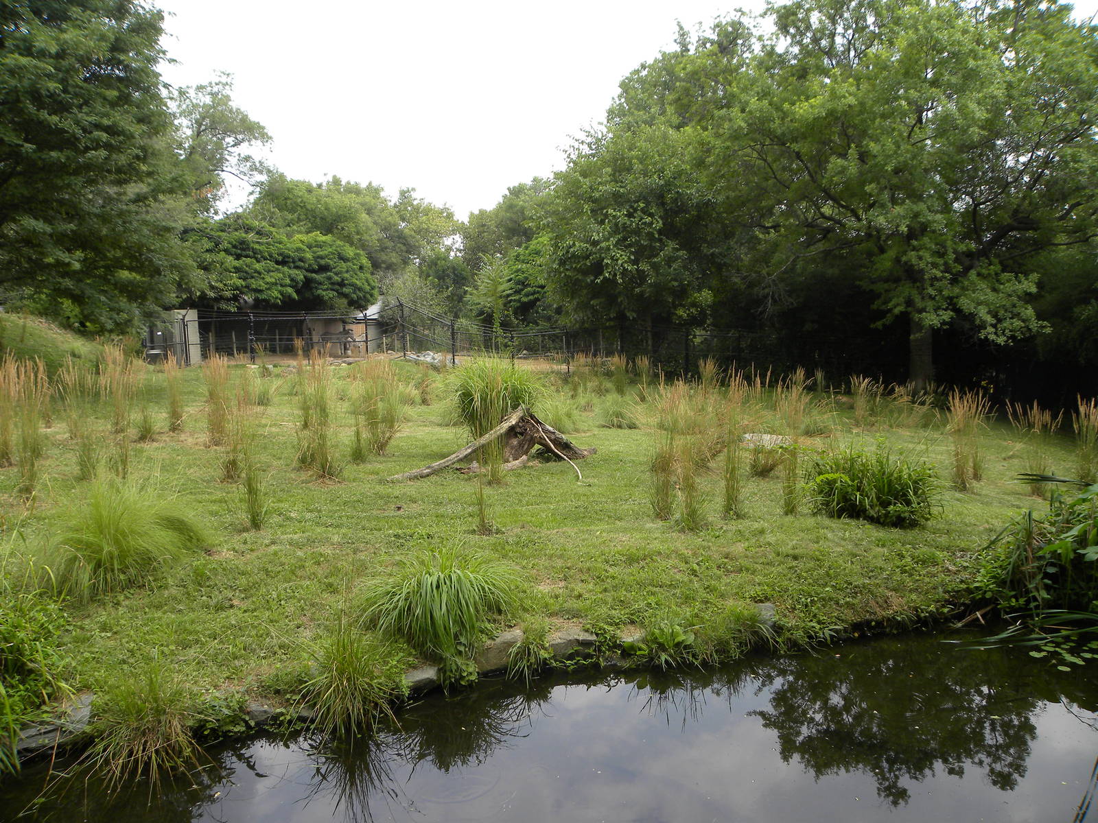 very good cheetah exhibit