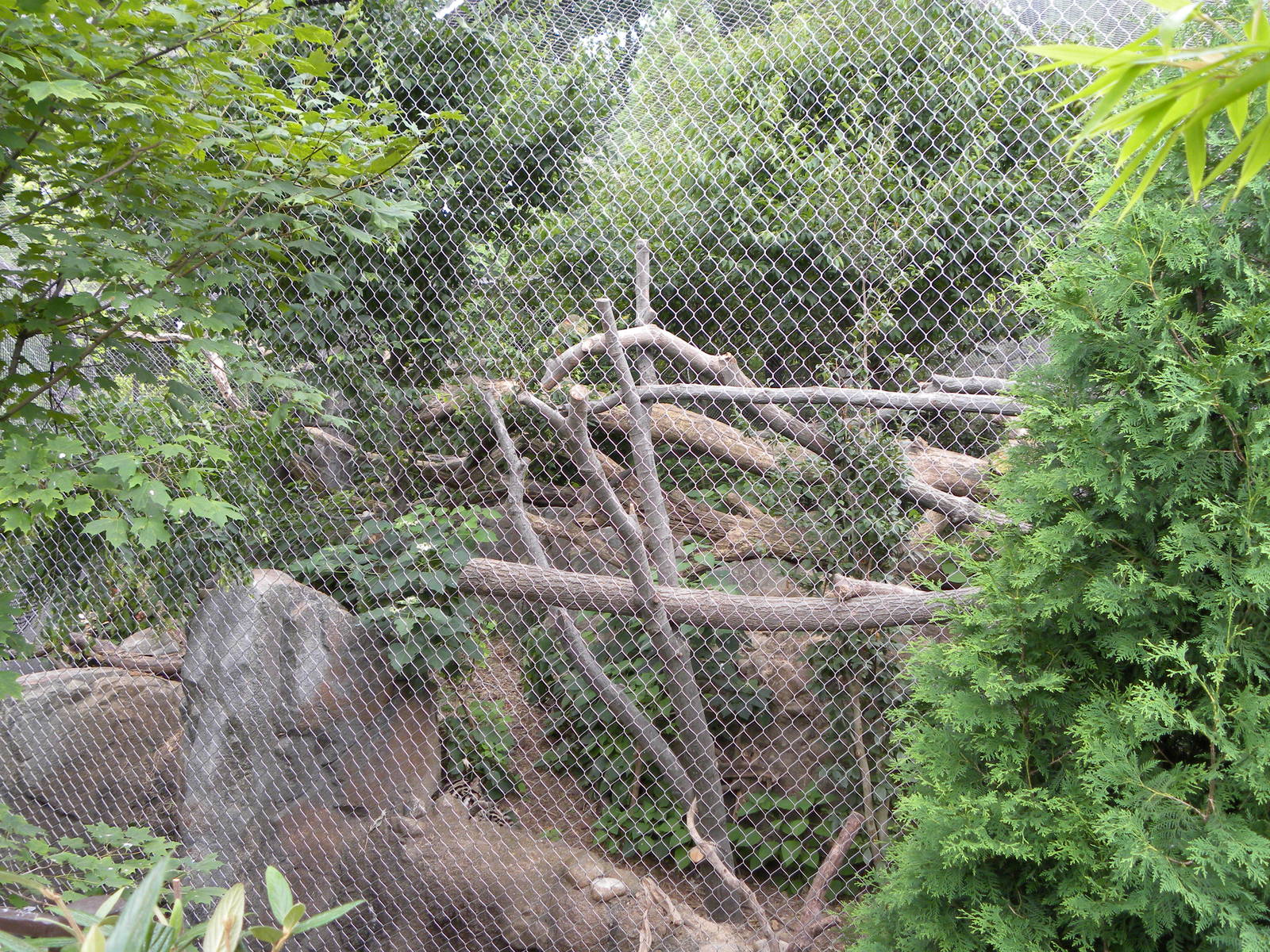 very good clouded leopard exhibit