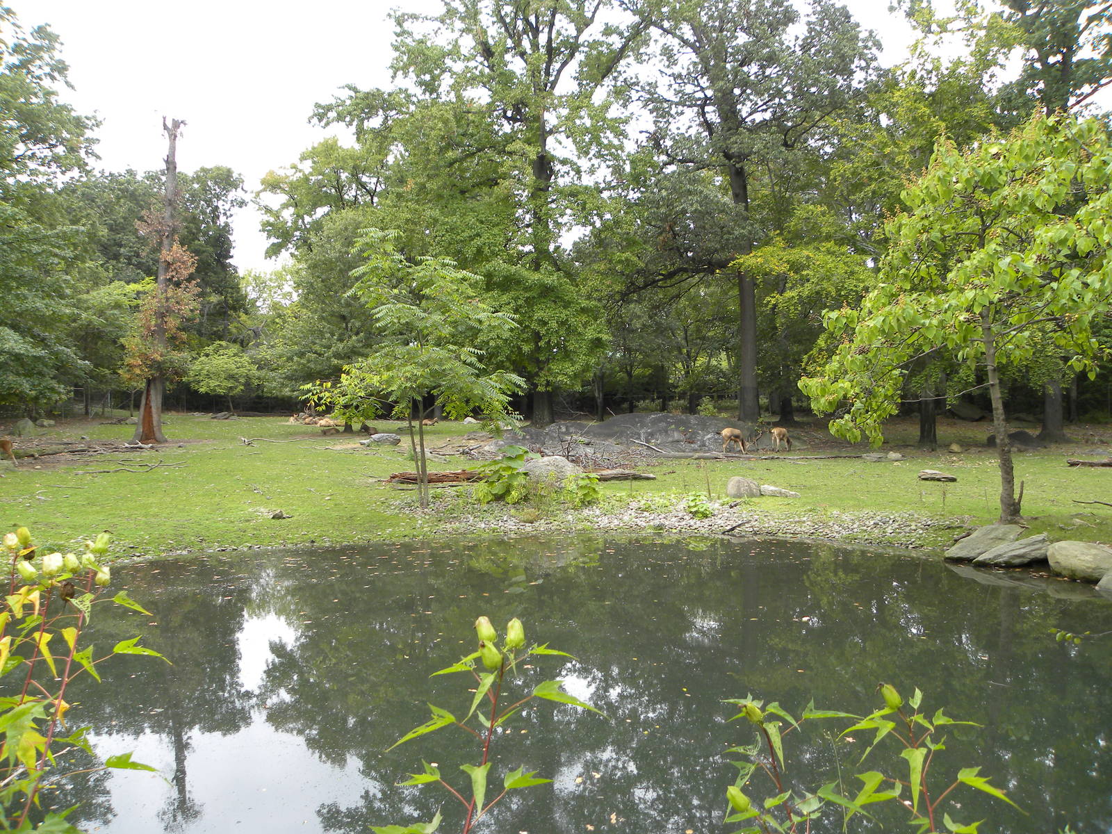 Very good deer exhibit