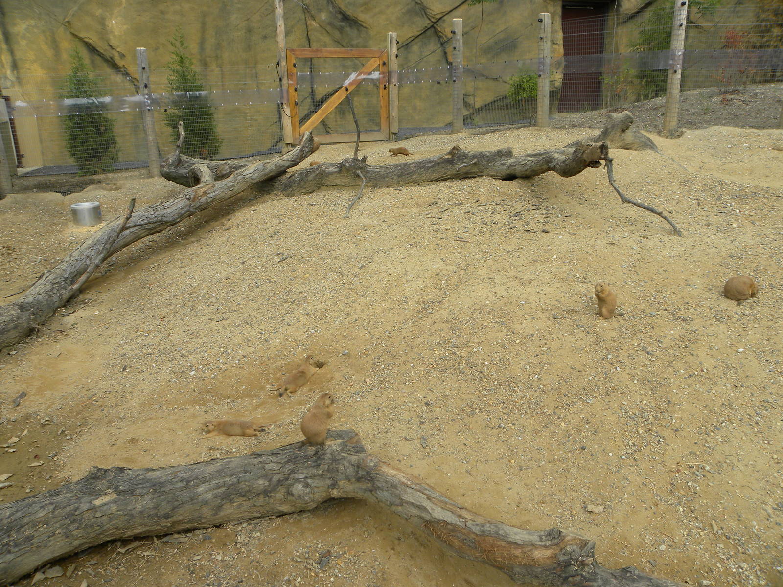 Very good prairie dog exhibit