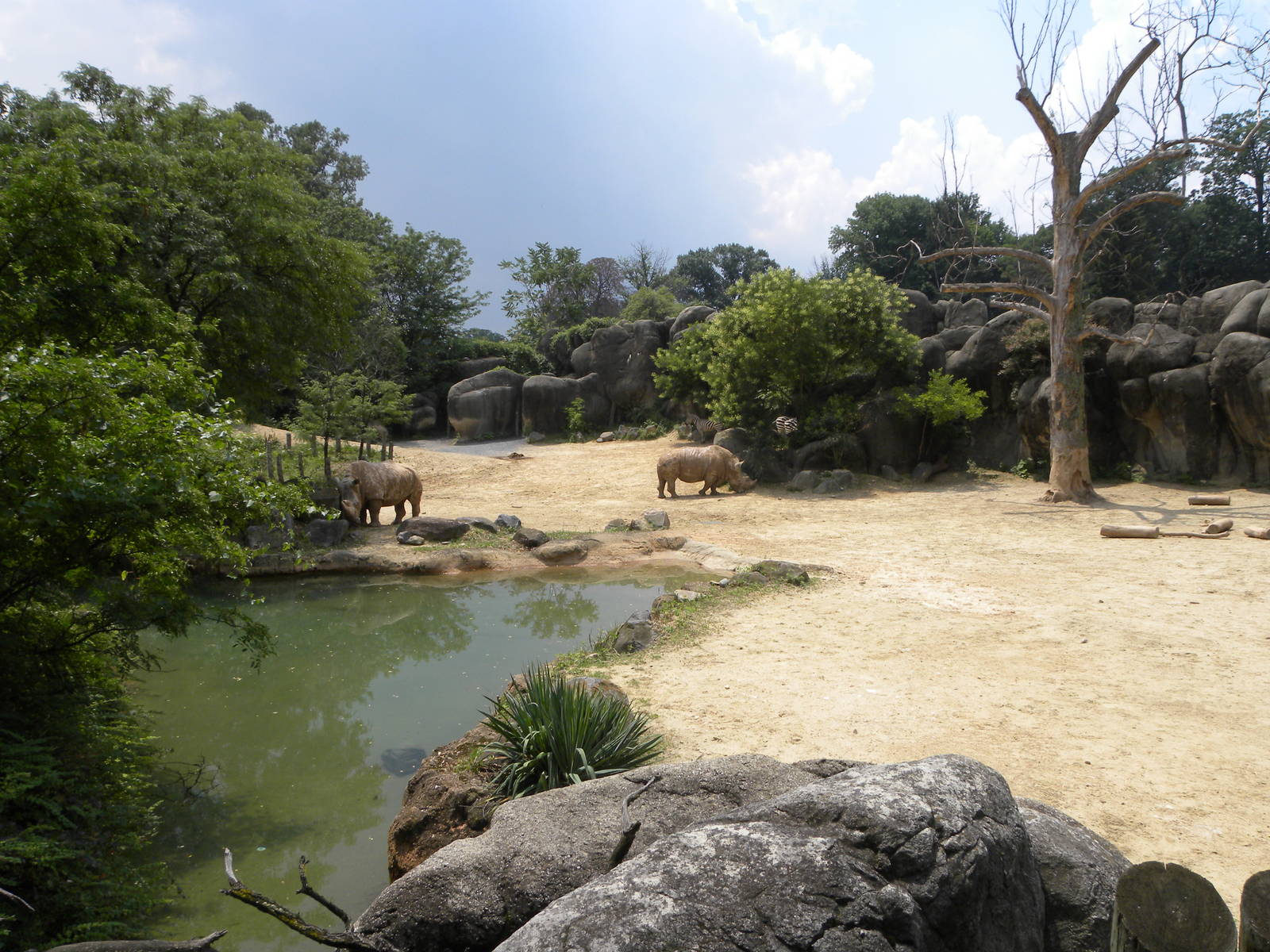 Very good S. White Rhino/Plains Zebra/Ostrich exhibit
