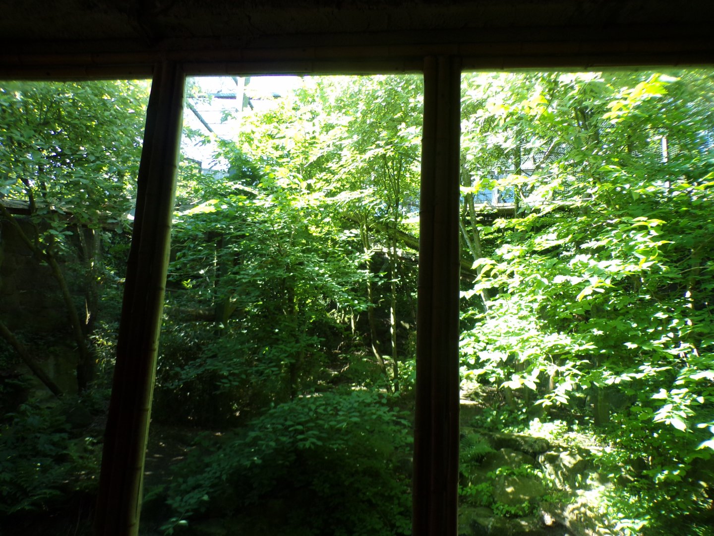 Very green sumatran tiger enclosure 20.5.24