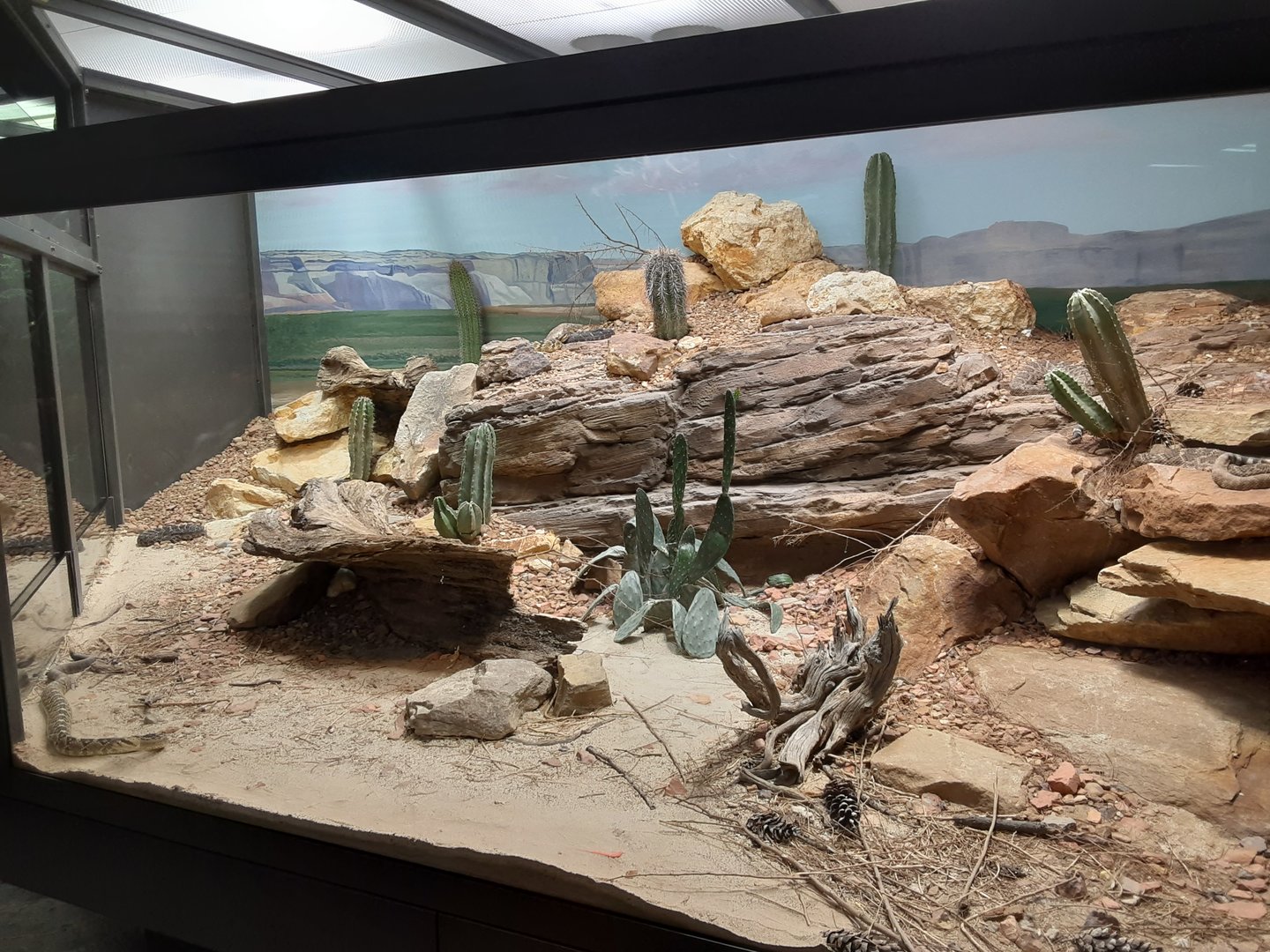 Very impressive rattlesnake exhibit!