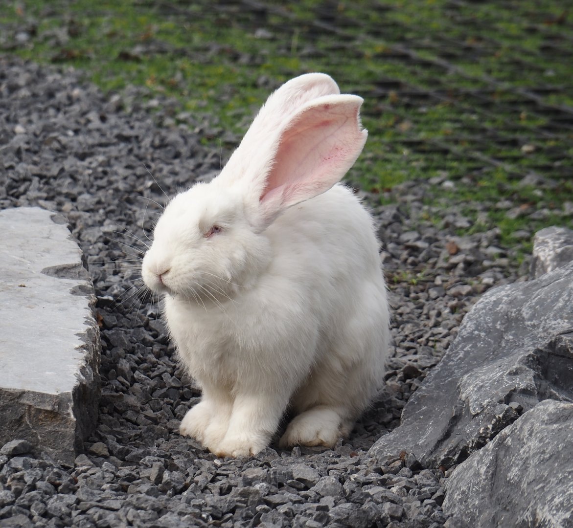 Very large albino domestic rabbit (Oryctolagus cuniculus domesticus), 2024-09-17
