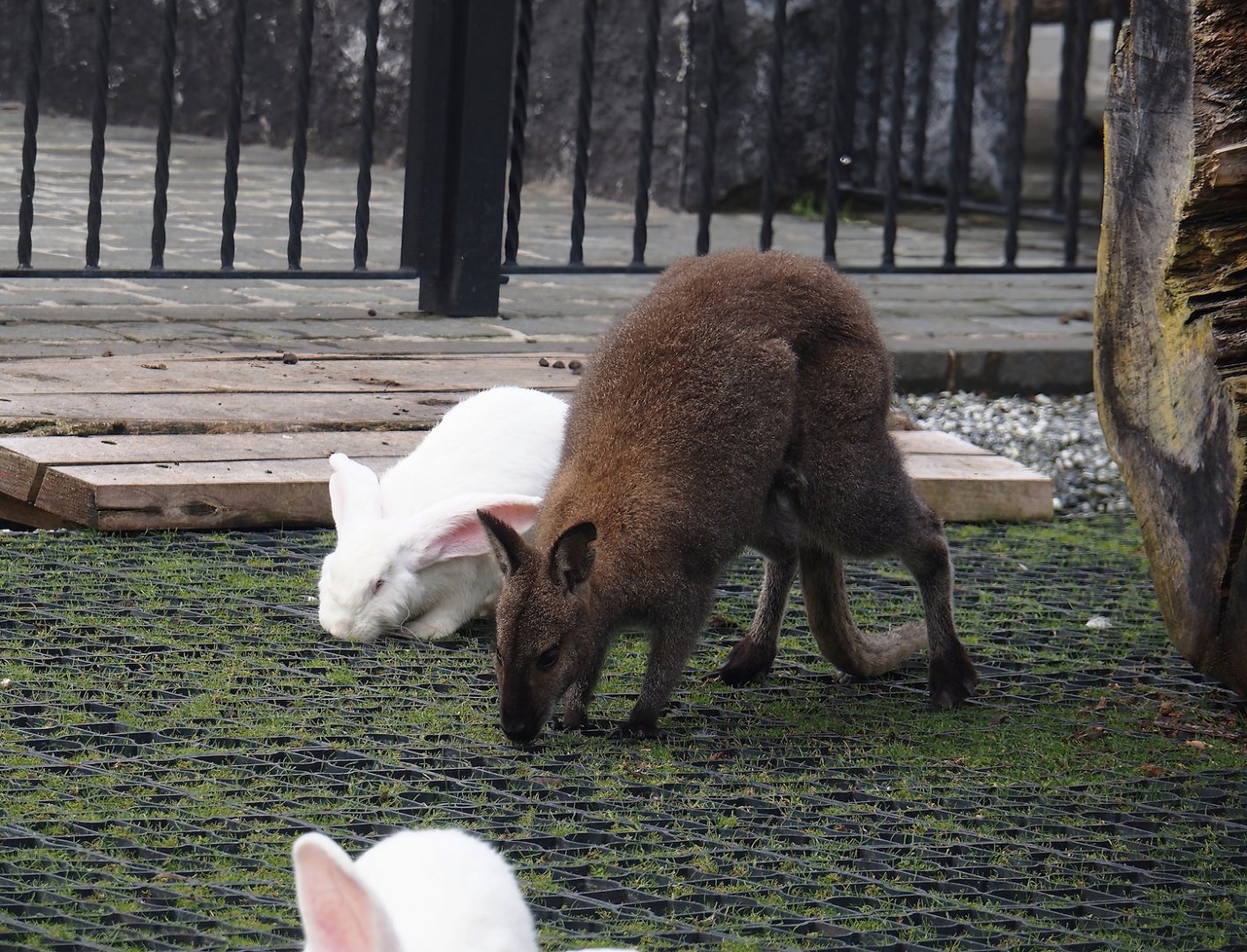 Very large albino Domestic rabbit (Oryctolagus cuniculus domesticus) and Red-necked wallaby (Notamacropus rufogriseus), 2024-09-17