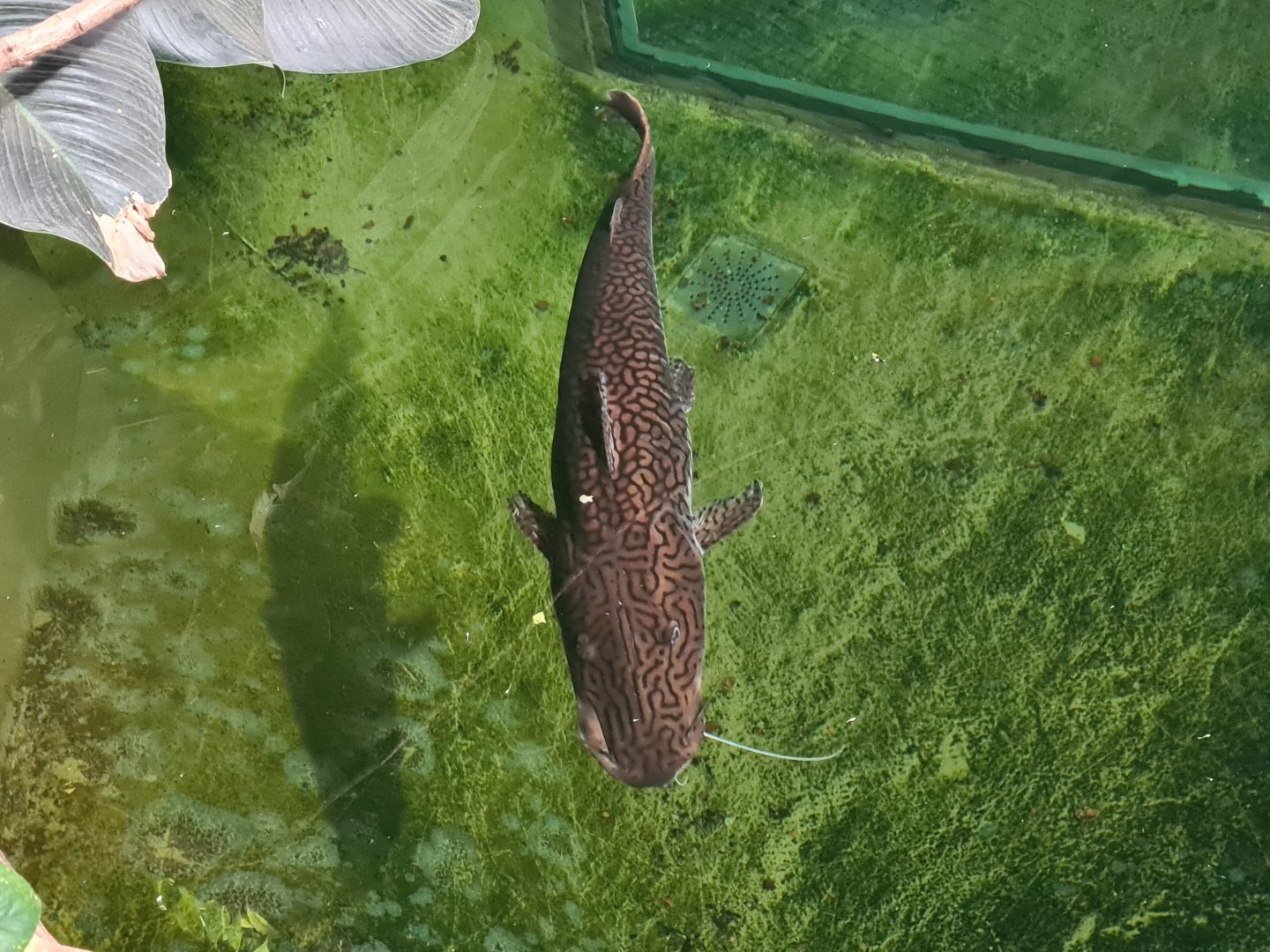 Very large Barred sorubim