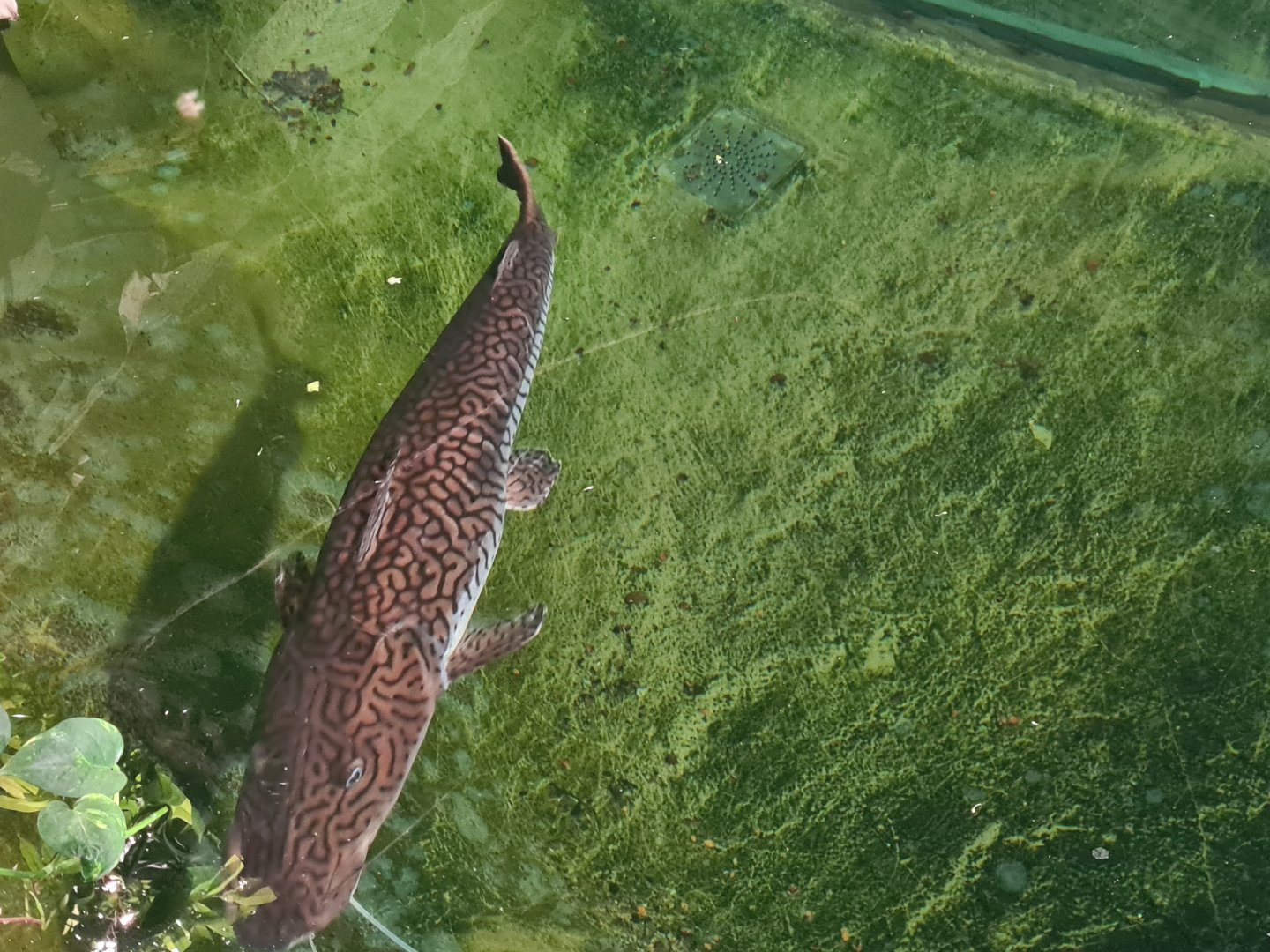 Very large Barred sorubim