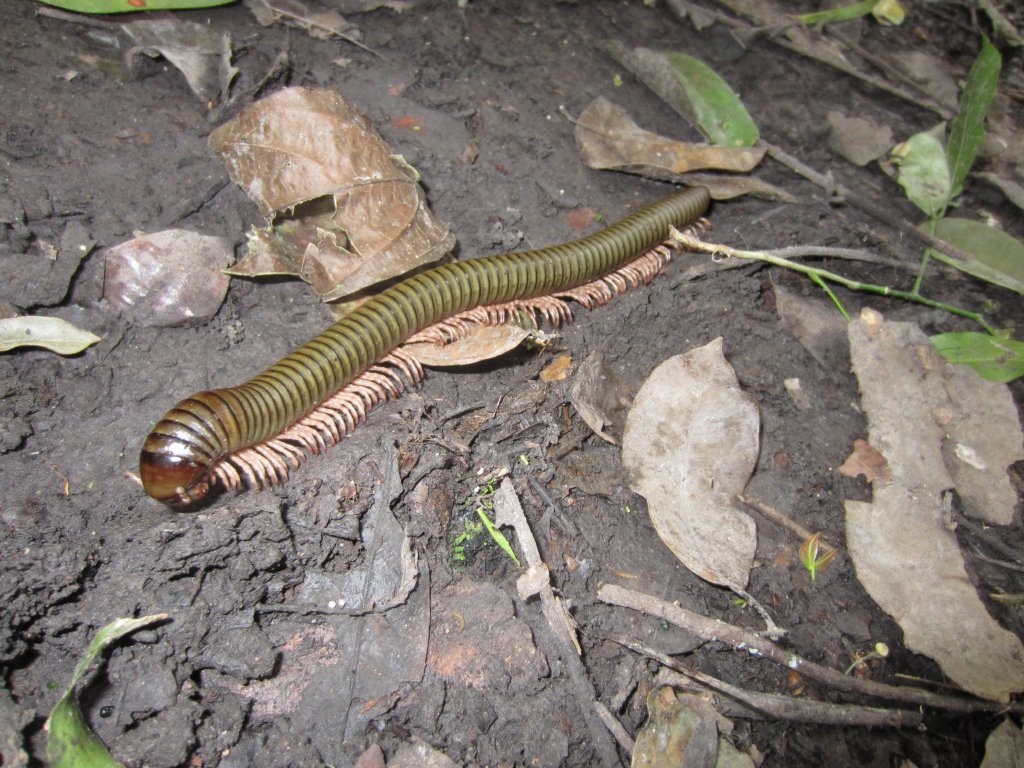 Very large millipede