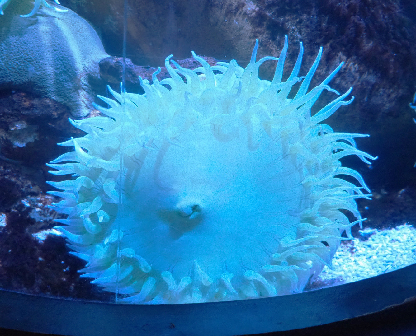 Very large Pacific sea anemone, 2022-09-14