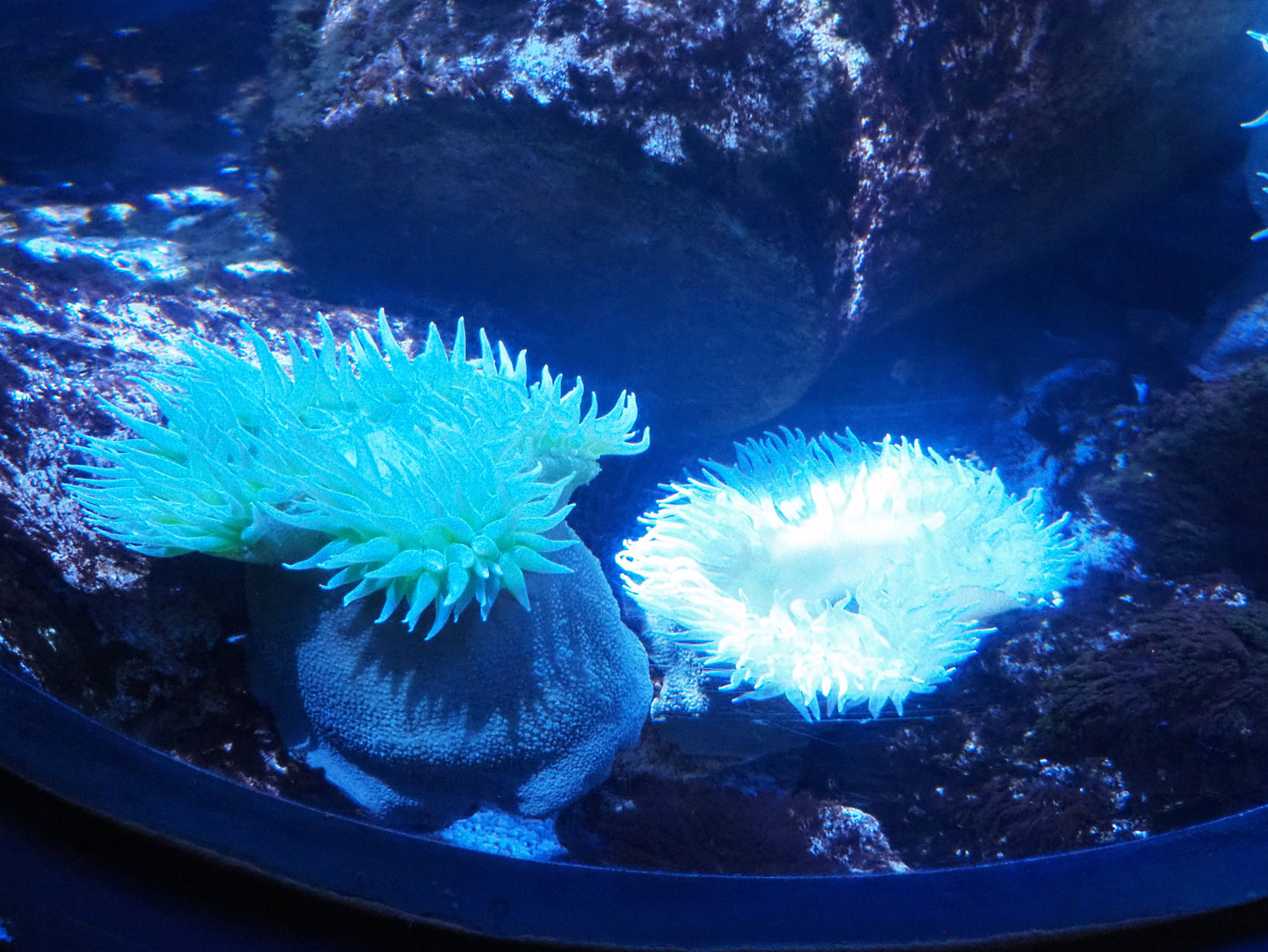 Very large Pacific sea anemones, 2022-09-14