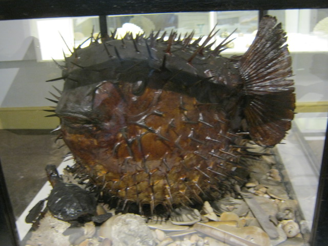 Very large Pufferfish - Portsmouth Nat Hist Museum 2015