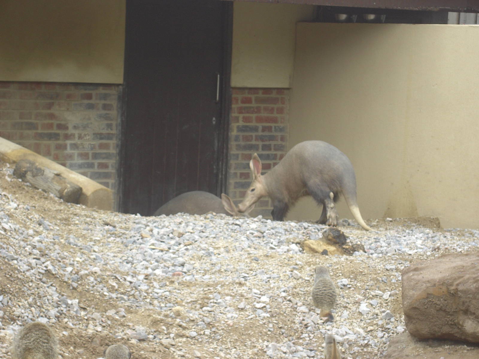 Very lively Aardvark