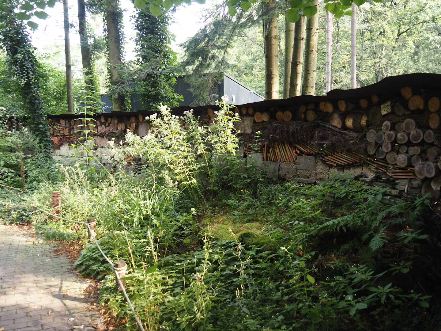 Very long insect wall, 2024-08-18