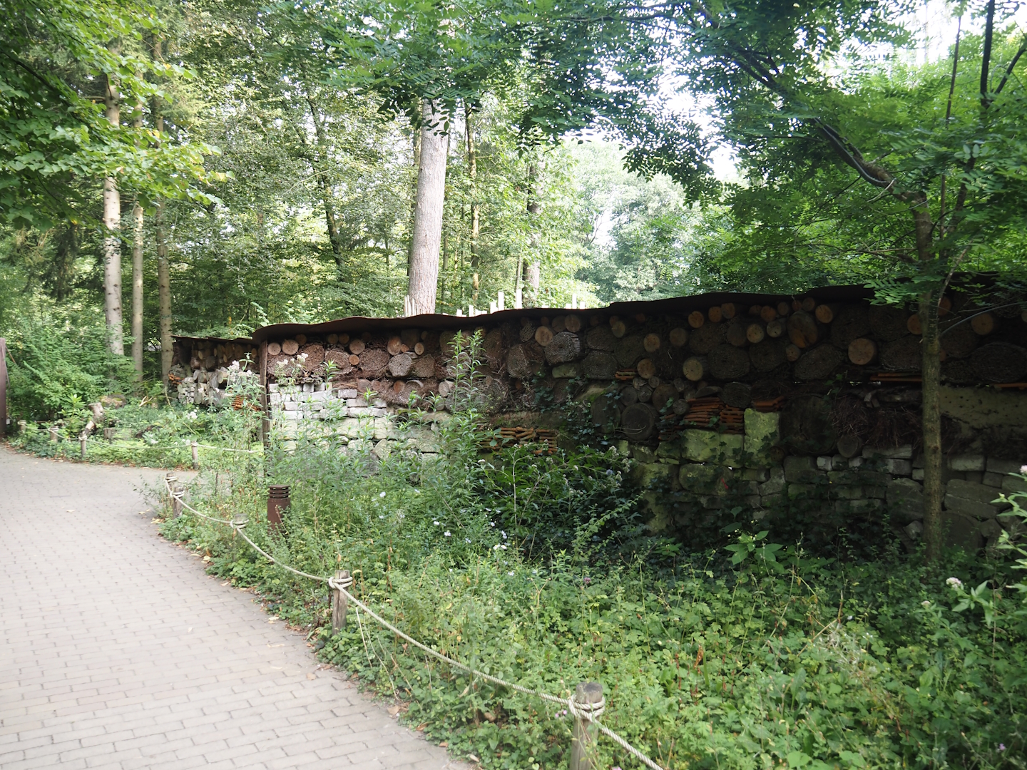 Very long insect wall, 2024-08-18