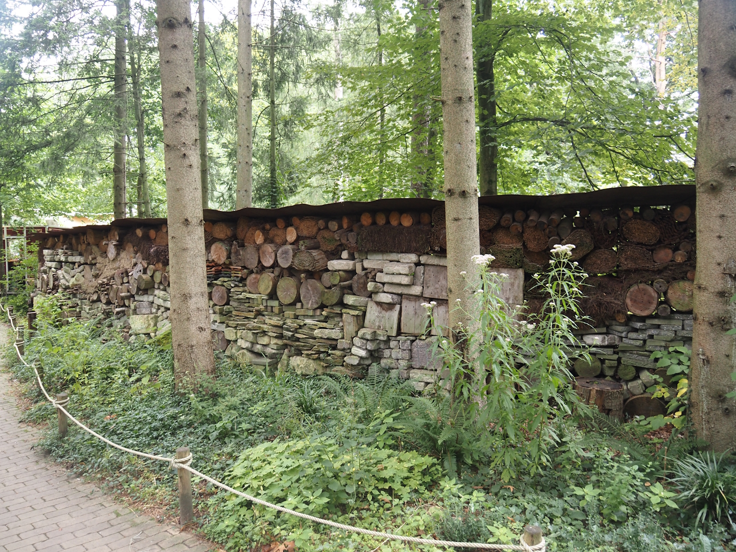 Very long insect wall, 2024-08-18