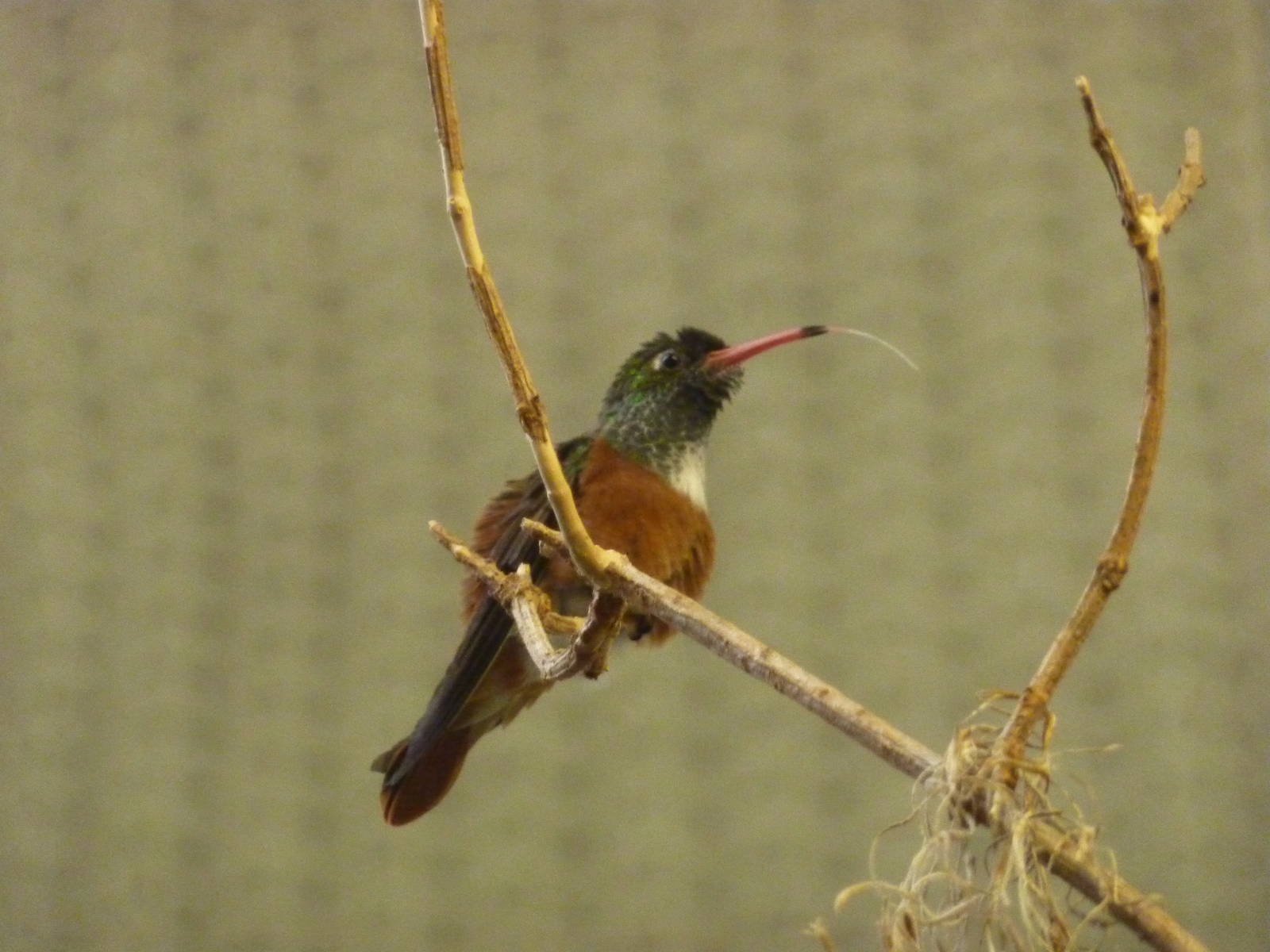 Very long tongue, 30th September 2012.