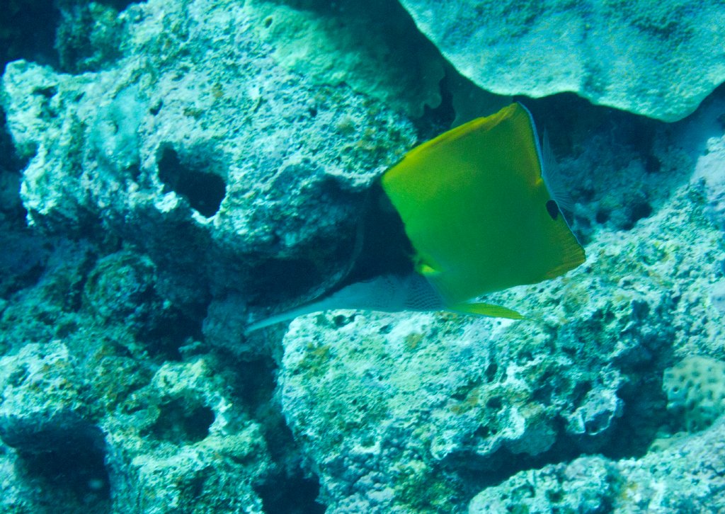 Very Longnose Butterflyfish (Forcipiger longirostris)