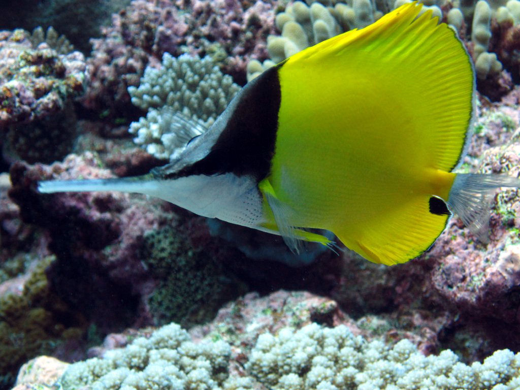 Very Longnose Butterflyfish