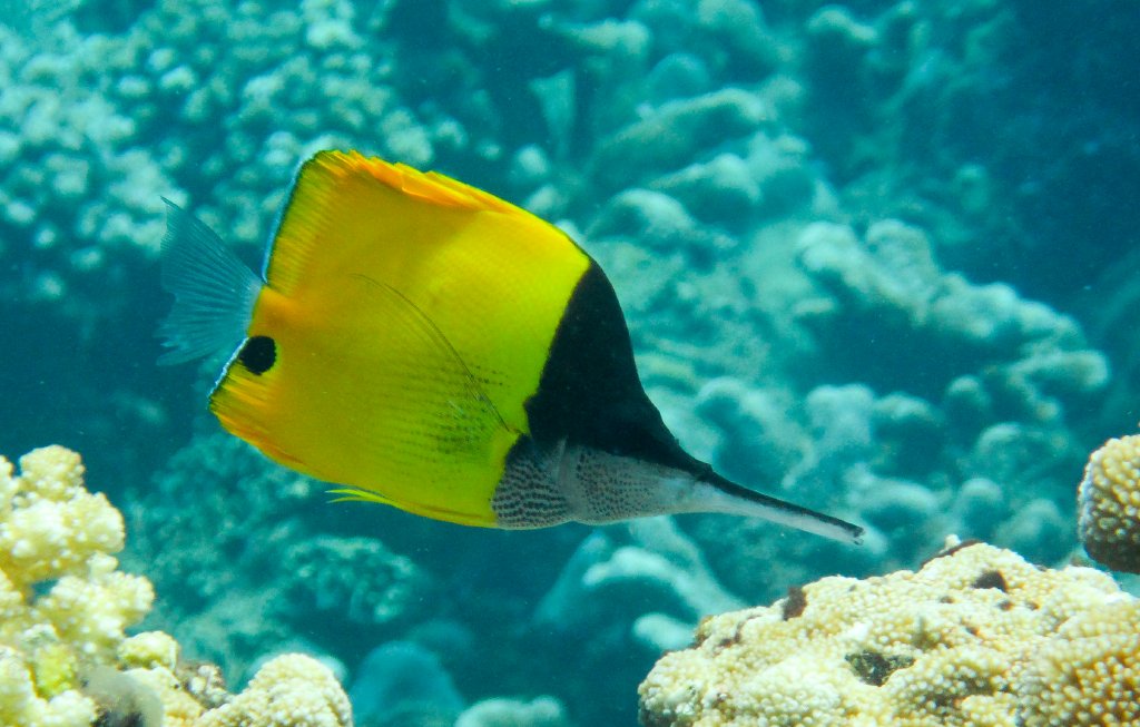 Very Longnose Butterflyfish
