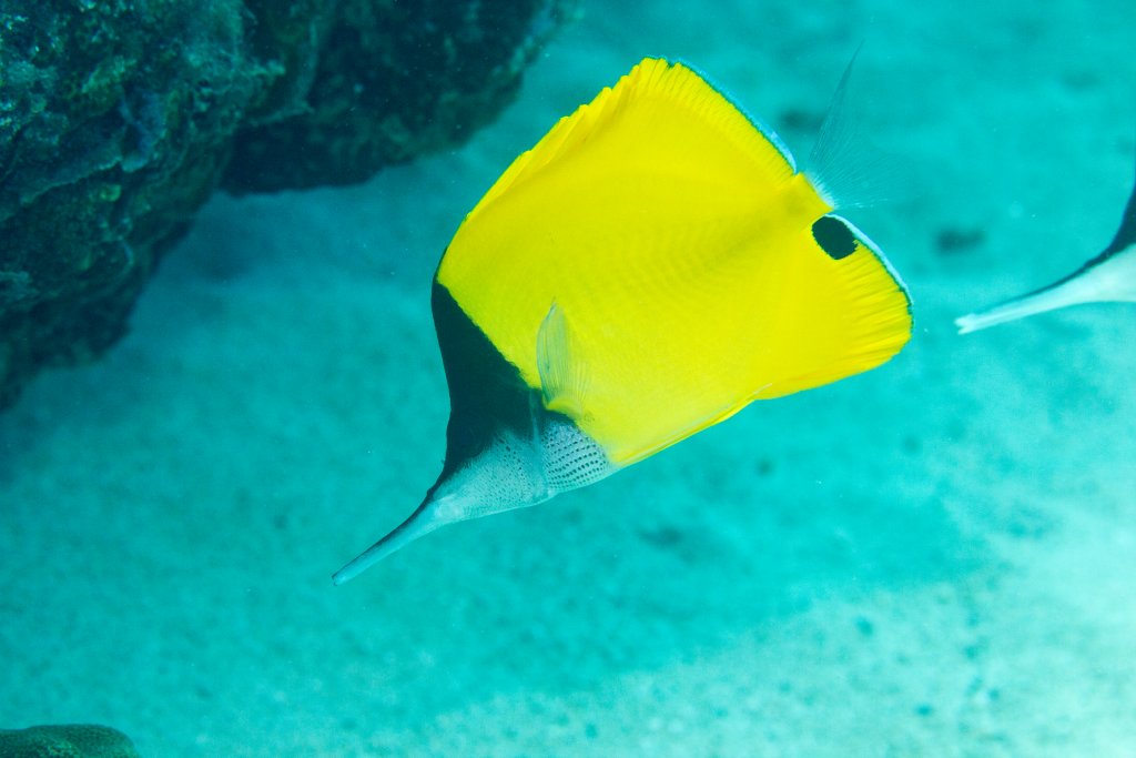 Very Longnose Butterflyfish