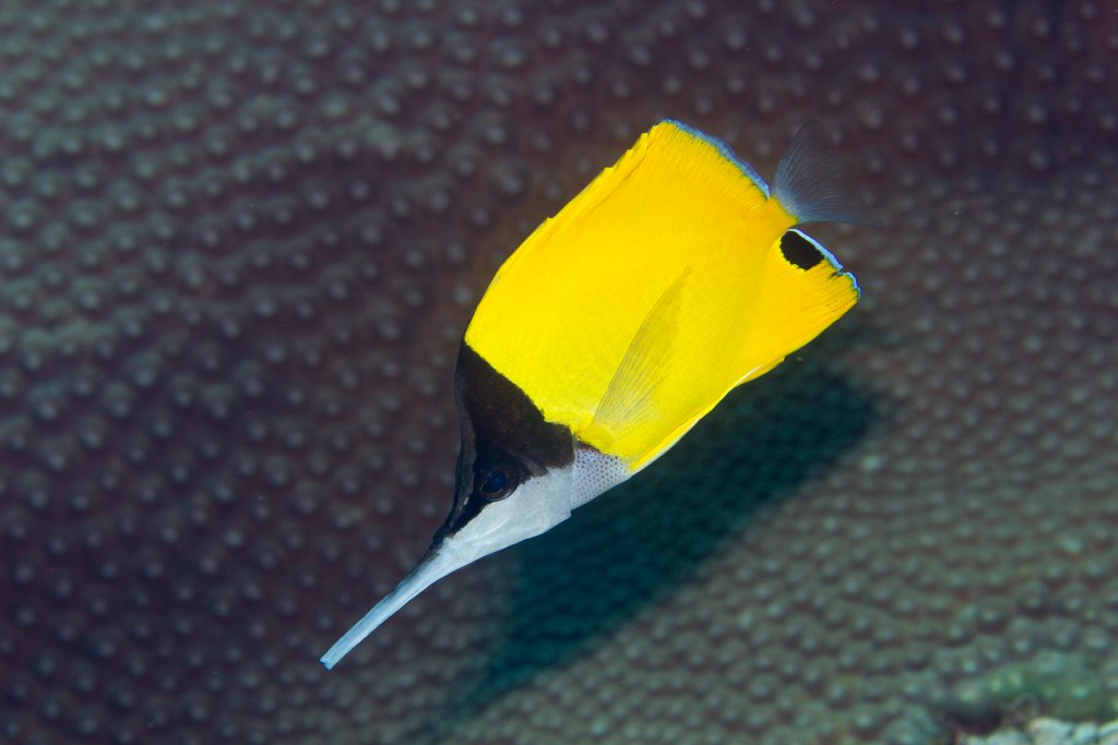 Very Longnose Butterflyfish