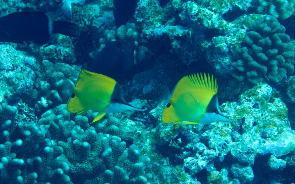 Very Longnose Butterflyfishes (Forcipiger longirostris)