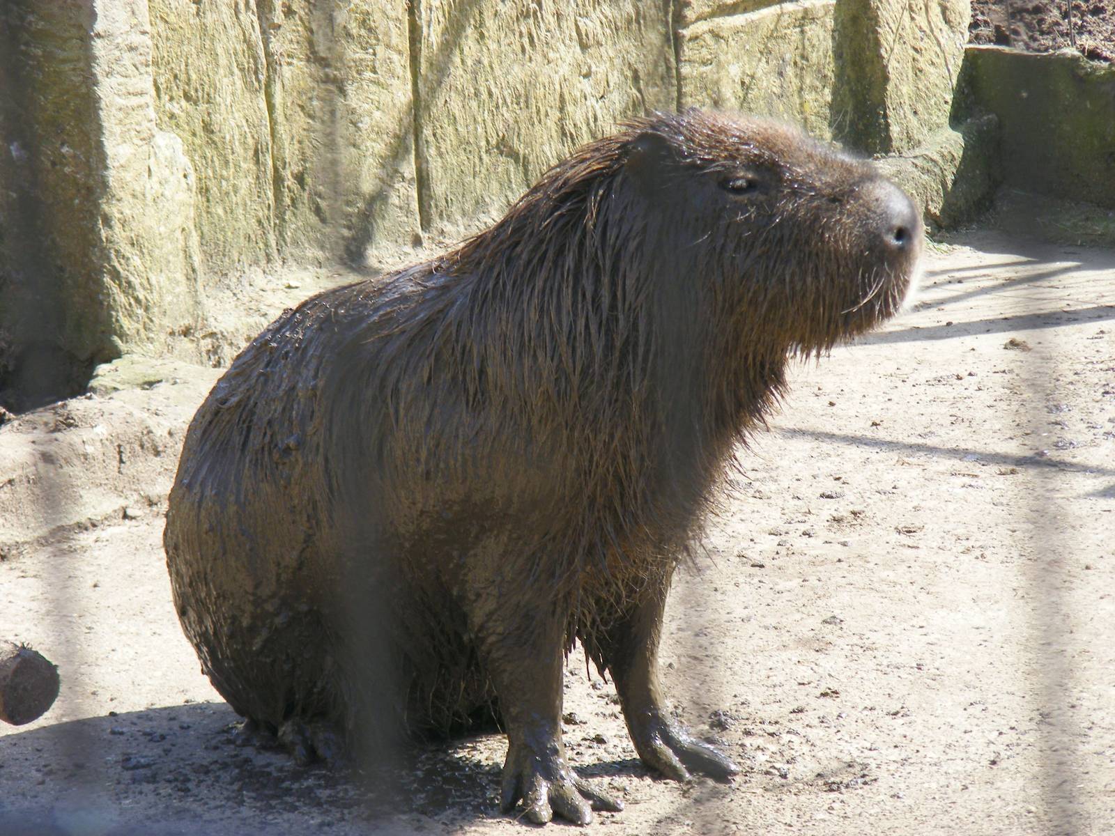 Very muddy capybara at Amazon World, 5 April 2010