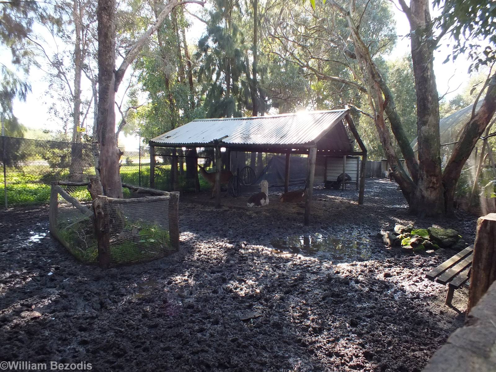 Very Muddy Deer and Alpaca Paddock