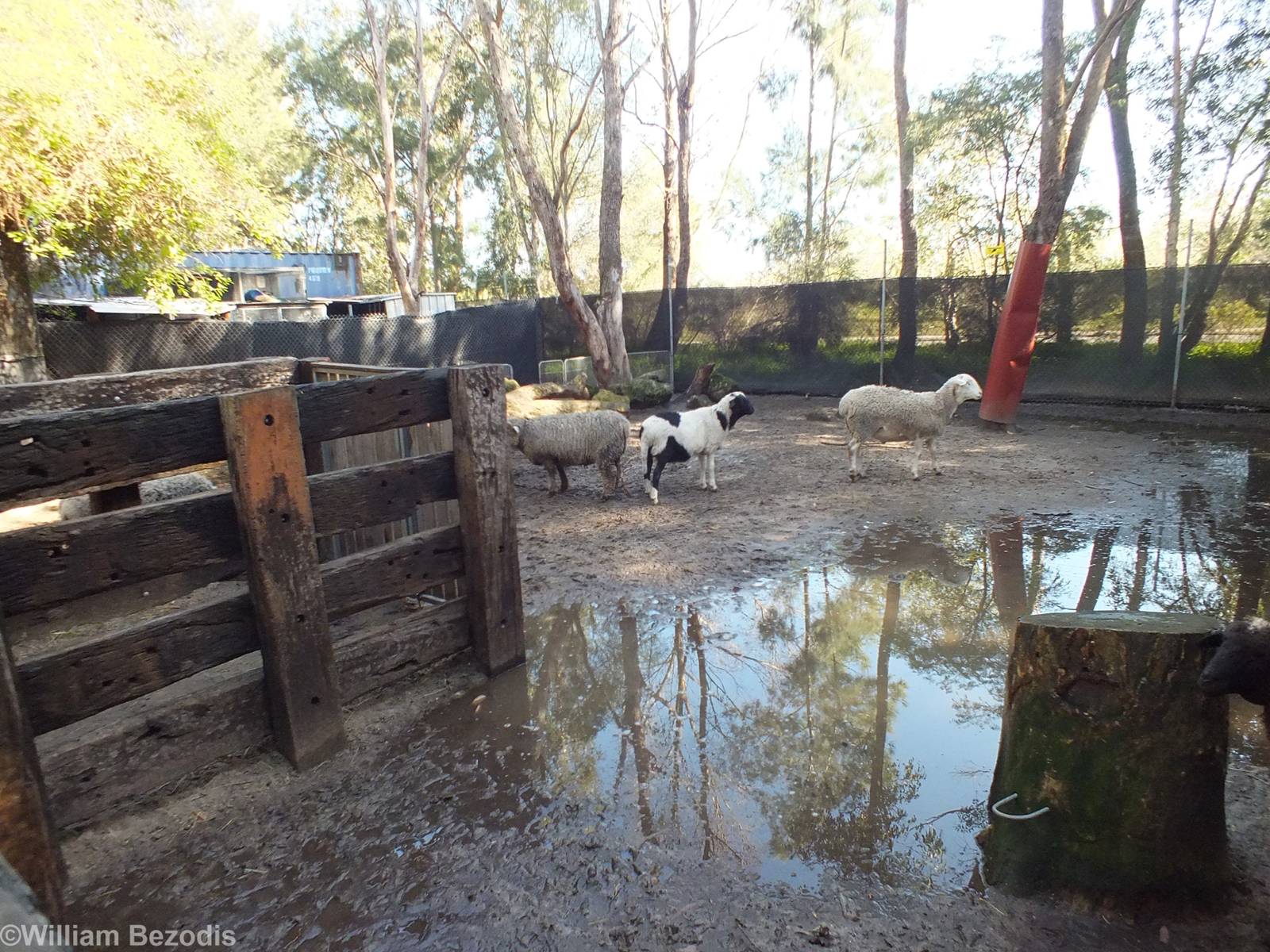 Very Muddy Walk-in Sheep Enclosure