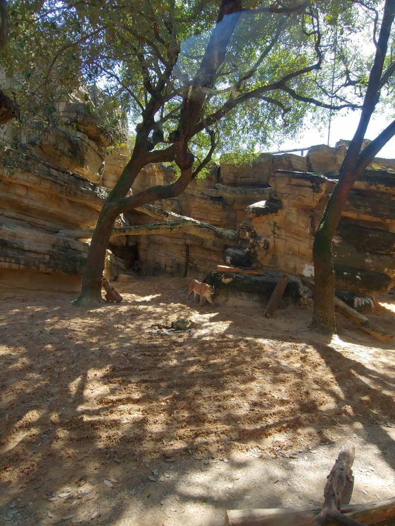 Very nice cougar exhibit