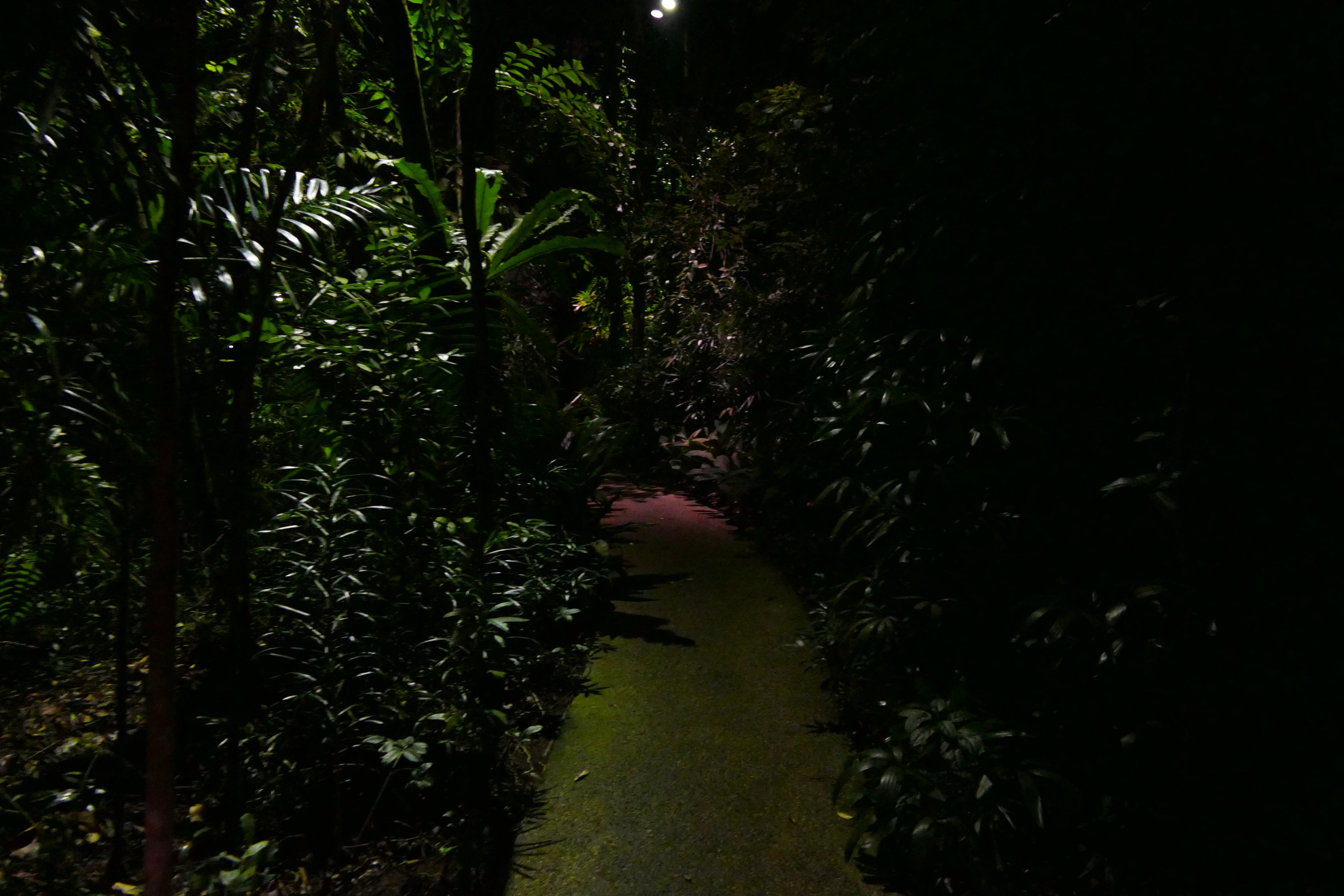 Very nice trail lighting!