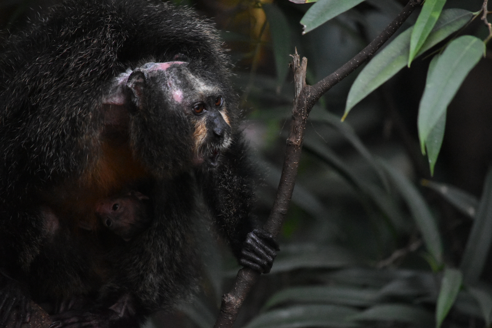 Very Old Saki Monkey and it's Newborn Baby