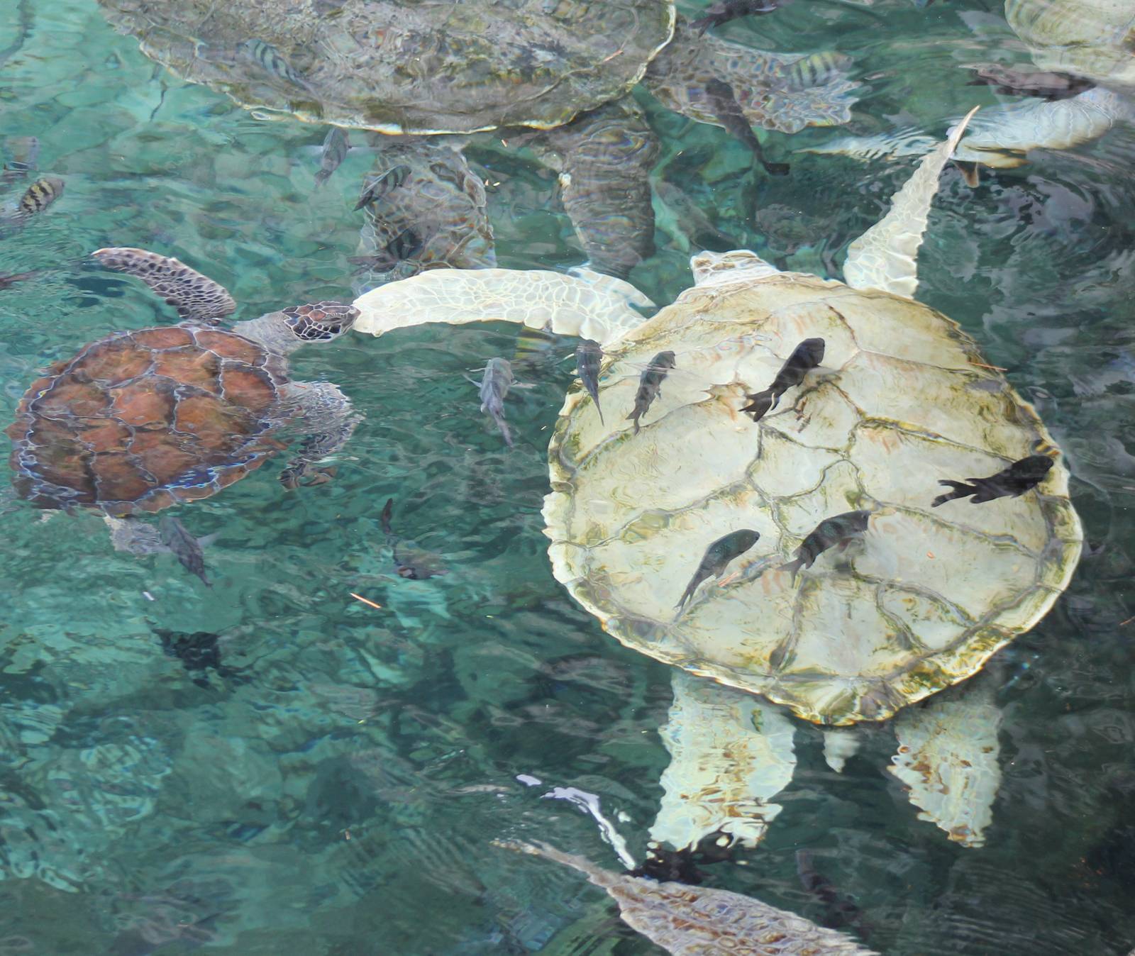 Very pale Green turtle