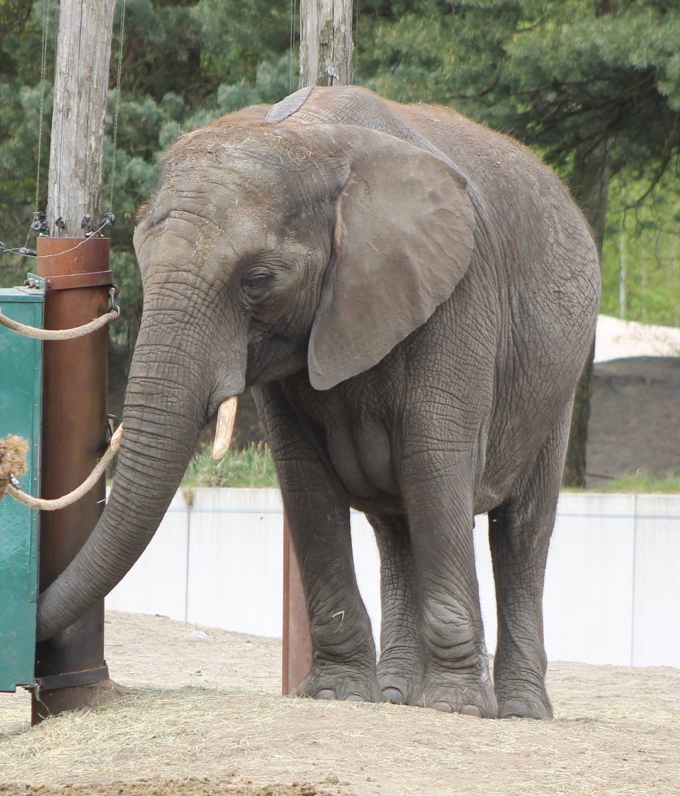 Very pregnant African elephant