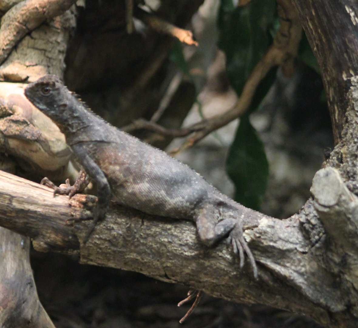 Very pregnant Diving lizard