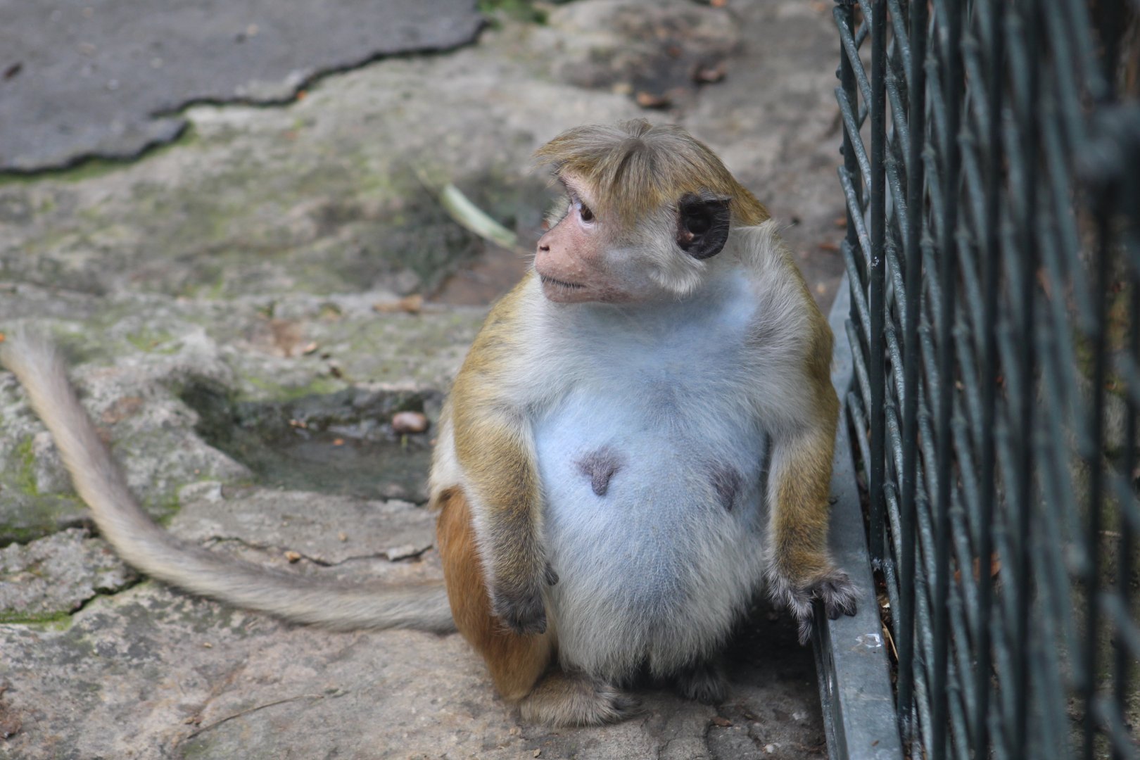 Very Pregnant Macaque
