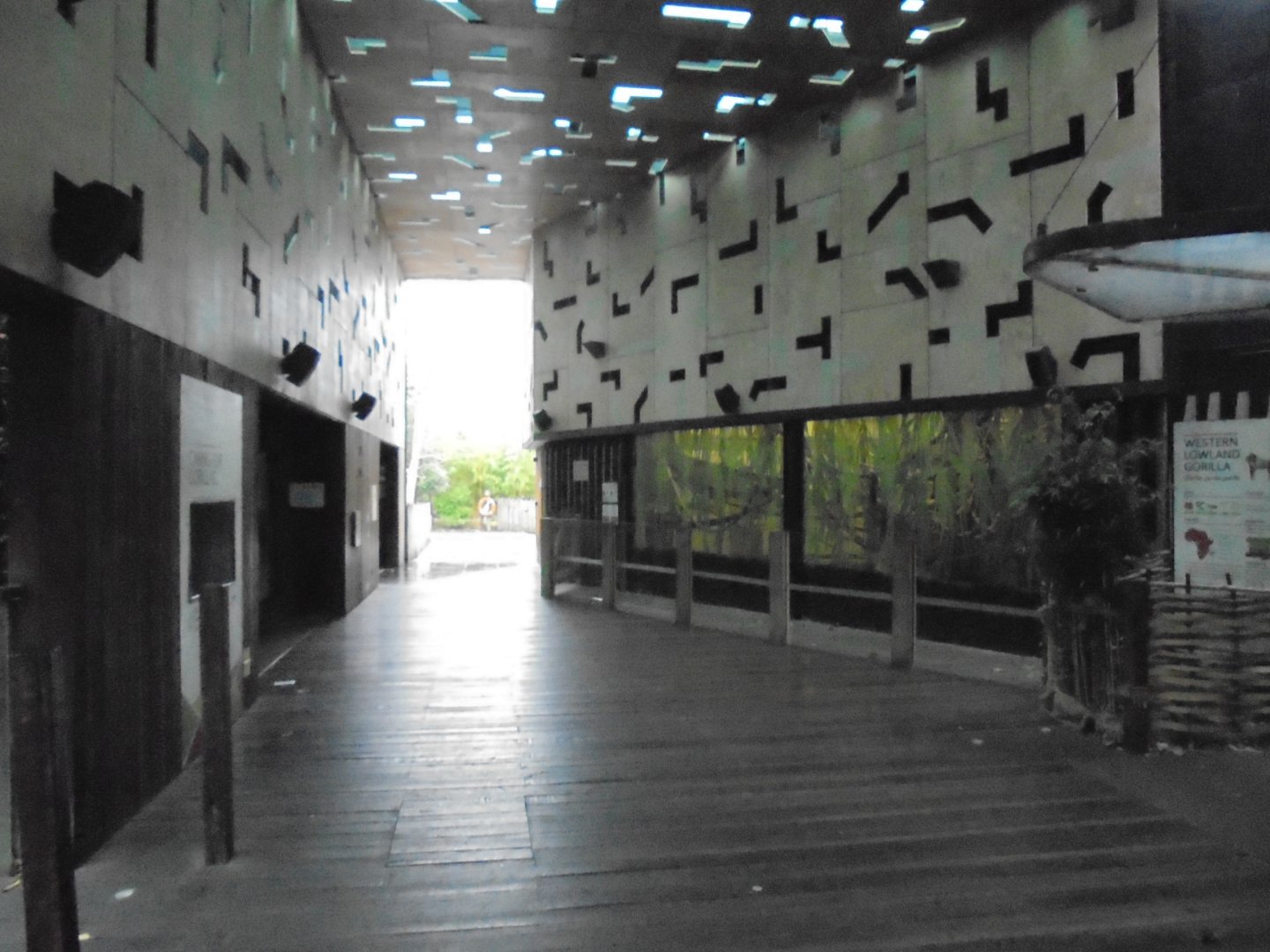 Very quiet Gorilla Kingdom. Wet winter morning