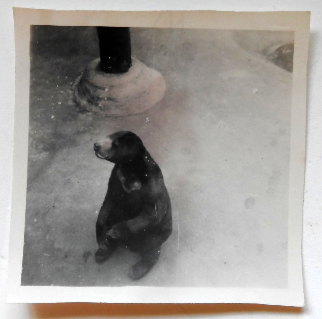 Very Rare photograph of Sun Bear 1949