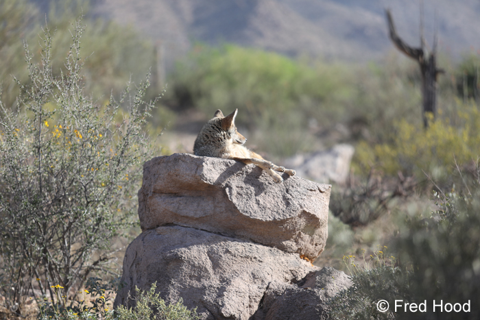 very relaxed coyote