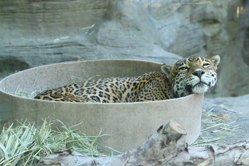 very relaxed jaguar
